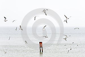 A flock of seagulls flying over the harbor bay