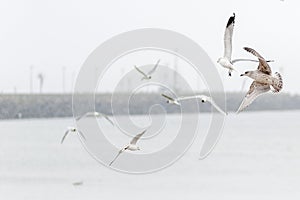 A flock of seagulls flying over the harbor bay