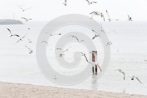 A flock of seagulls flying over the harbor bay