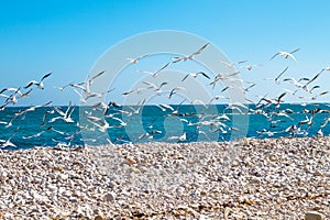 A flock of seagulls flying over a light pebble beach on a background of blue sea and sky