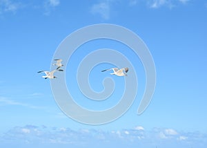 Flock of Seagulls flying over ocean in Cuba