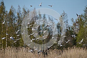 Flock of seagulls flying over reeds in Espoo