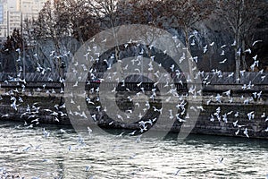 Flock of seagulls flying over river in Tbilisi