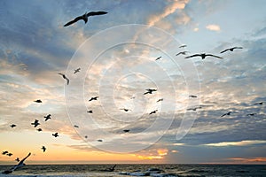 Flock of seagulls flying over the sea, colorful cloudy sky at sunset