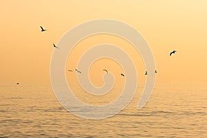 Flock of the seagulls flying over the sea with nice golden background