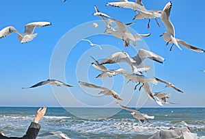 A flock of seagulls flying over the water, catching bread in the air