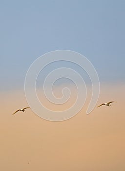 Flock of seagulls flying in the sky background outdoor nature sky background selectable focus