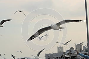 Flock of seagulls flying in the sky background Science name is Charadriiformes Laridae . Selective focus and shallow depth of f photo