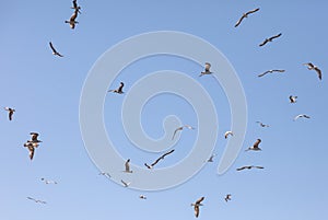 A flock of seagulls flying in the sky