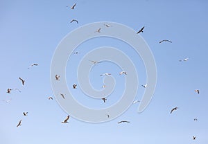 A flock of seagulls flying in the sky