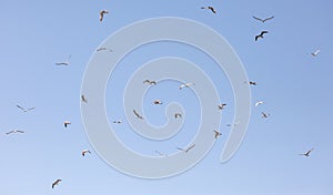 A flock of seagulls flying in the sky