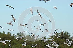 Flock of seagulls flying in the sky Science name is Charadriiformes Laridae .