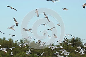 Flock of seagulls flying in the sky Science name is Charadriiformes Laridae . photo
