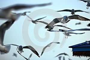 Flock of seagulls flying in the sky Science name is Charadriiformes Laridae . Selective focus and shallow depth of field.