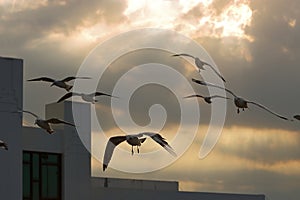 Flock of seagulls flying on twilight time during sunset sky. Hope animal concept. Selective focus and shallow depth of field.