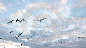 Flock of Seagulls flying view with low angle shot and partly cloudy sky