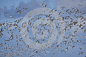 Flock of seagulls flying in windy sky with clouds