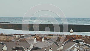 A flock of seagulls hovers against the backdrop of the sea and sky