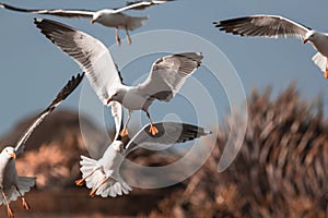 Flock of seagulls landing. Gull seaside birds in flight.