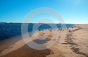 Flock of Seagulls [Laridae] at McGrath state park estuary where the Santa Clara river meets the Pacific at Ventura California USA