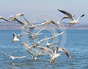 Flock of seagulls Larus michahellis are flying over the sea