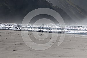 Seagulls on the beach