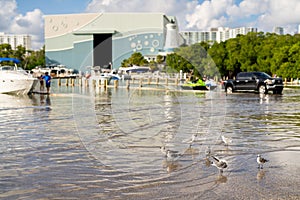 Flock of seagulls at a marina in Miami Beach flooding during high king tide