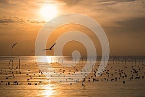 Flock of seagulls migrate on sea gulf of thailand photo