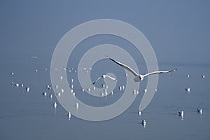 Flock of seagulls at Naf River, Teknaf, Cox's Bazar