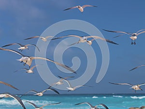 Flock of seagulls over the carribean