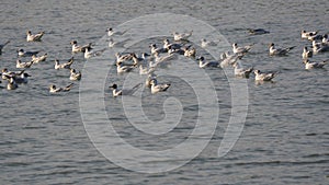 Flock of seagulls over the waters of Lake Ivars and Vilasana.