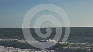 Flock of seagulls on sandy beach by ocean In Porto, Portugal in sunny weather at sunset. Seagulls flying on the beach