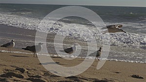 Flock of seagulls on sandy beach by ocean In Porto, Portugal in sunny weather at sunset. Seagulls flying on the beach