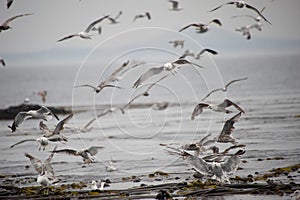 Flock of seagulls on the sea