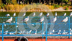 A flock of seagulls sits on a fence near a river in a city park_