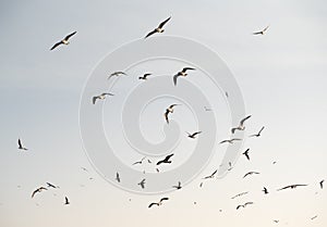 Flock of seagulls on sky background