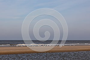 A flock of seagulls standing on the beach close to the waterline