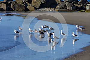 Flock of Seagulls standing in retreating water of a wave