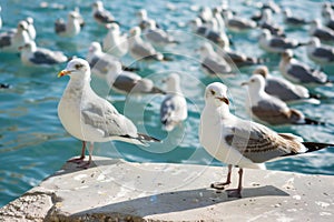 A Flock of Seagulls Standing on a Rock by Water