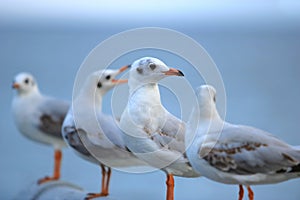 Flock of seagulls standing on stone fence on the blue sky Science name is Charadriiformes Laridae . Selective focus and shallow