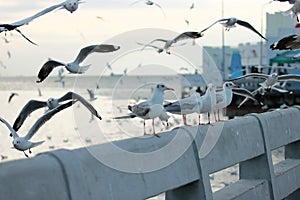 Flock of seagulls standing on stone fence. Selective focus and shallow depth of field.