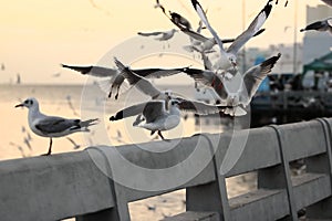 Flock of seagulls standing on stone fence during sunset Science name is Charadriiformes Laridae . Selective focus and shallow d photo