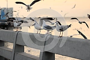 Flock of seagulls standing on stone fence during sunset sky background. Science name is Charadriiformes Laridae . Selective foc photo