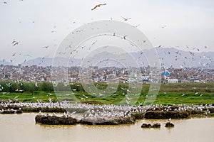 Flock of seagulls take flight. photo