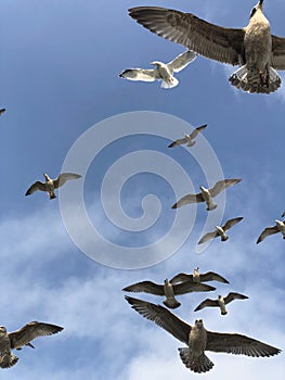 Flock of seagulls taken on Brighton pier