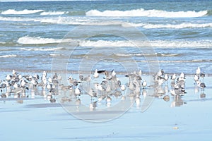 The flock of seagulls takes to the air from their tidal pool grows as more birds join the gathering