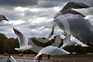 Flock of seagulls taking flight