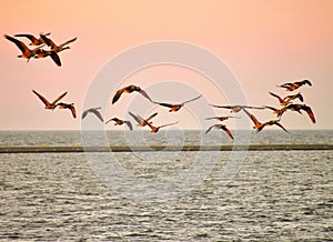 Geese take Off on Lake Michigan