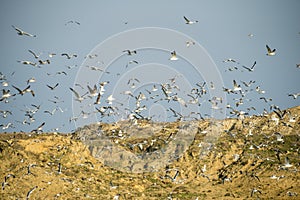 Flock of seagulls taking flight in a mountainous area