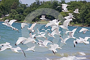 Flock of seagulls taking off